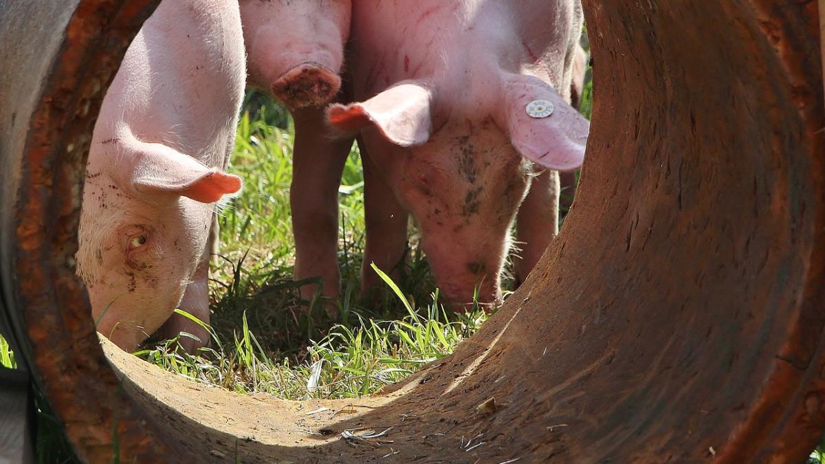 pesta_porcina_34407000