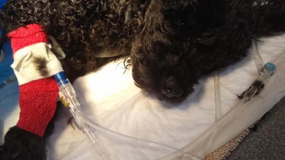 un_caine_de_numai_2_kg_si_a_salvat_familia_de_la_moarte_ce_a_facut_patrupedul_547995_79215900