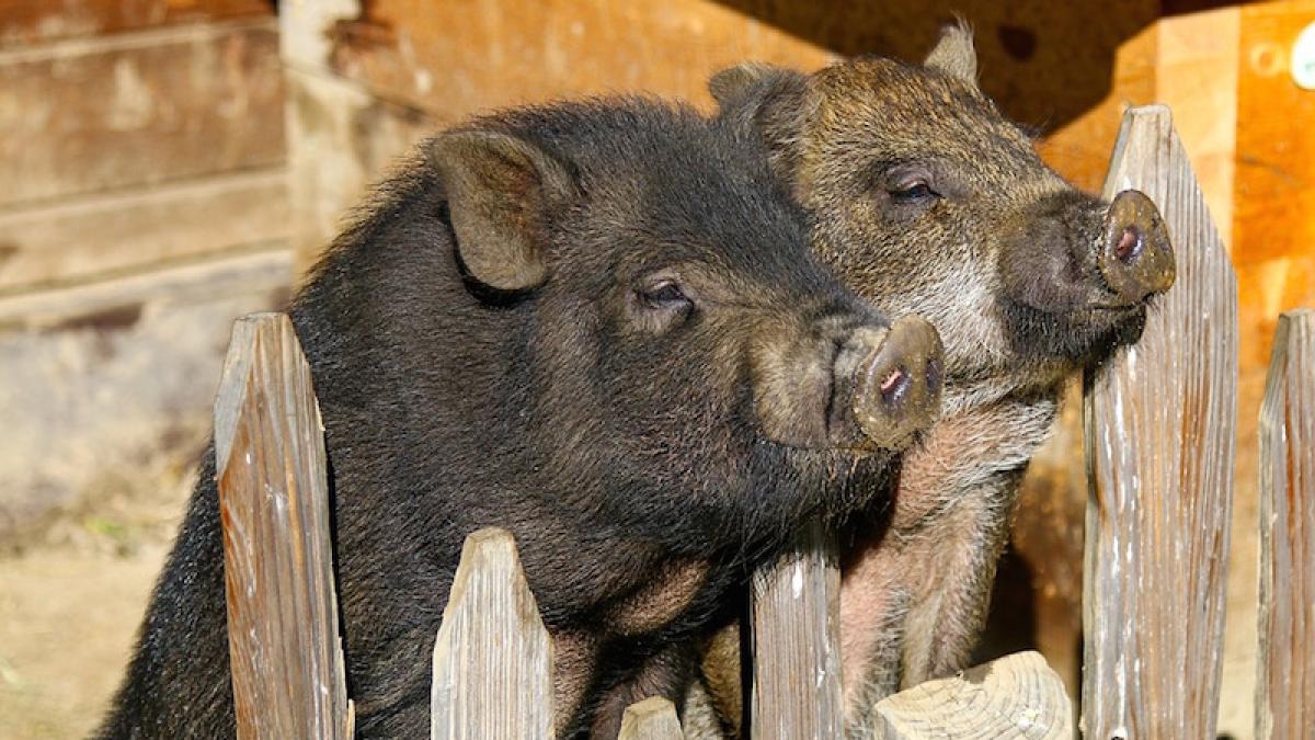 porc_porci_cotet_05832900