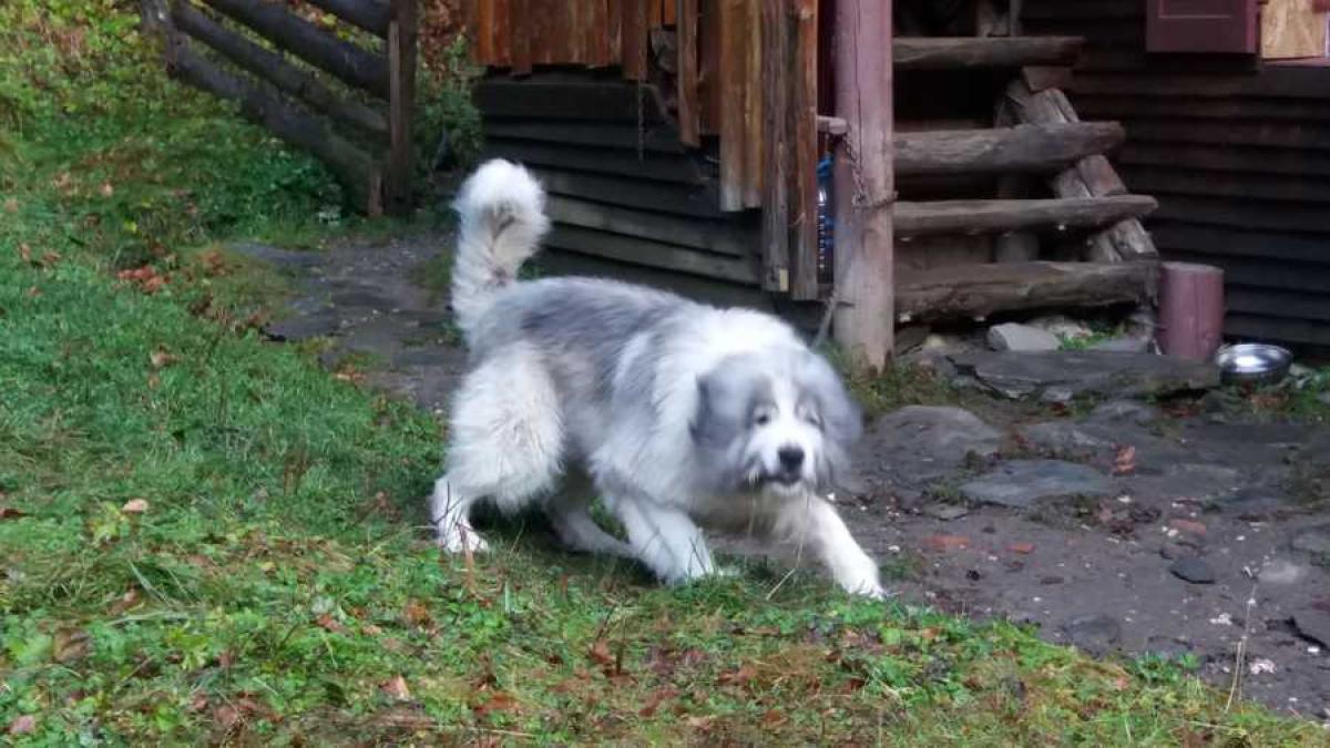 ciobanesc_atac_ursi_caine_29494300