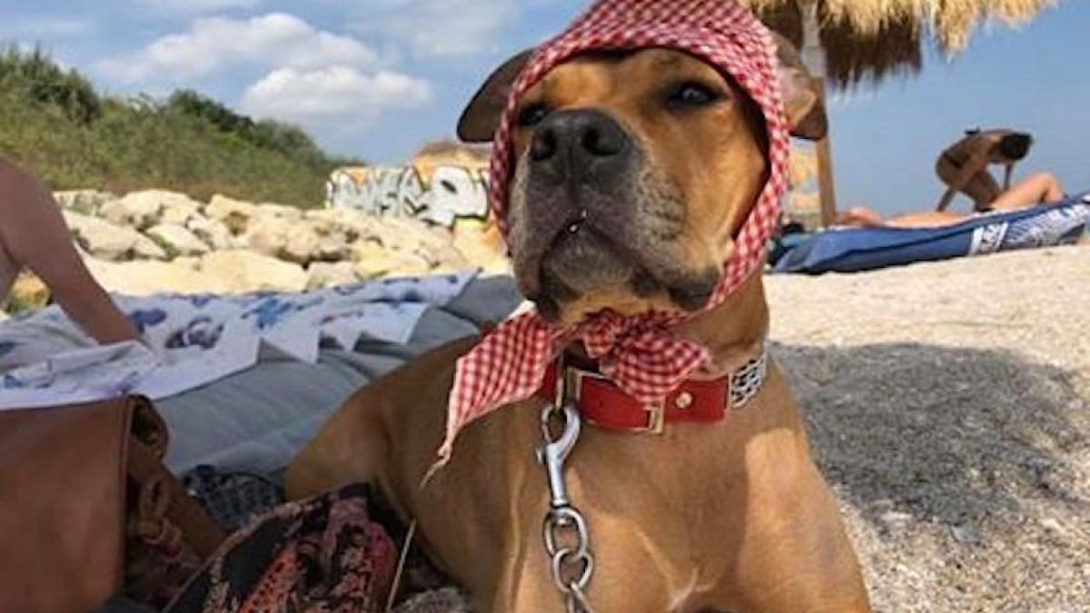 catzel_disparut_01_16470100