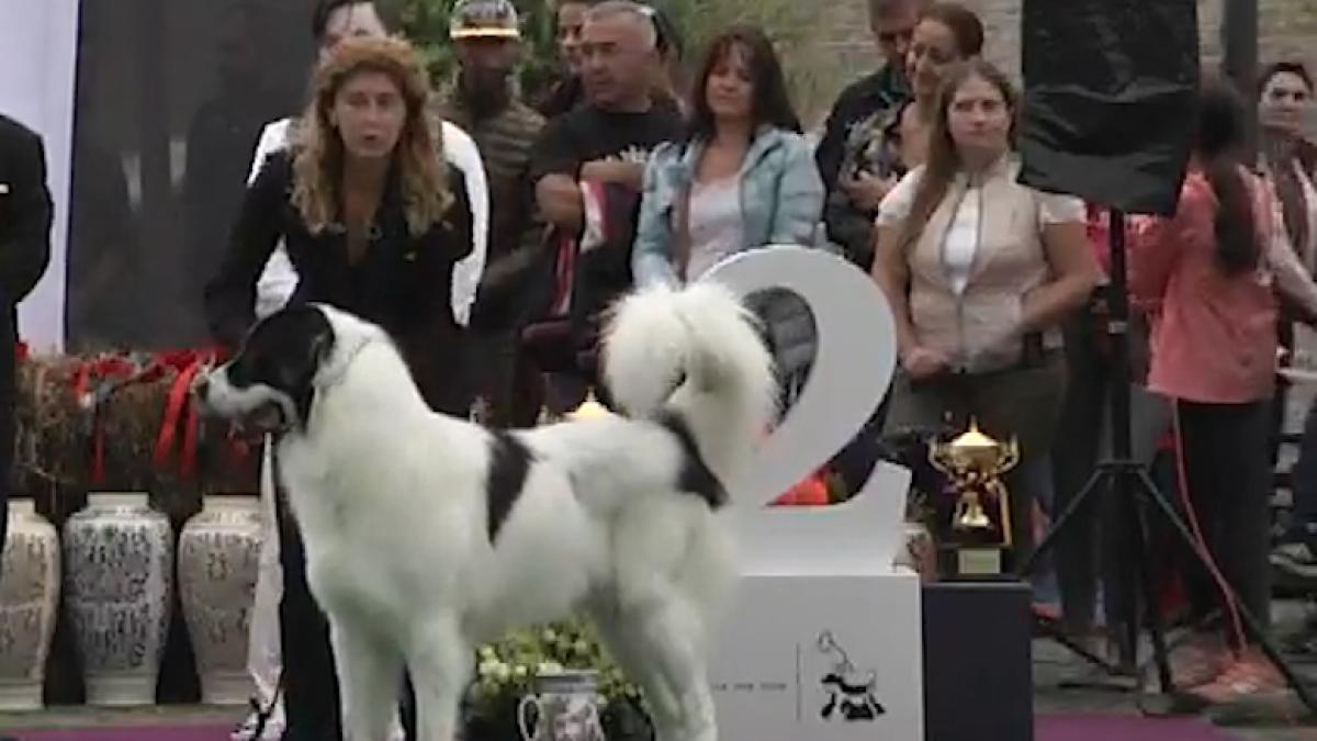 ciobanesc_de_bucovina_01_51156800