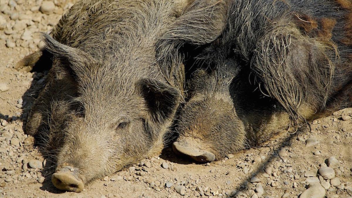 porci_porc_pamant_78356600