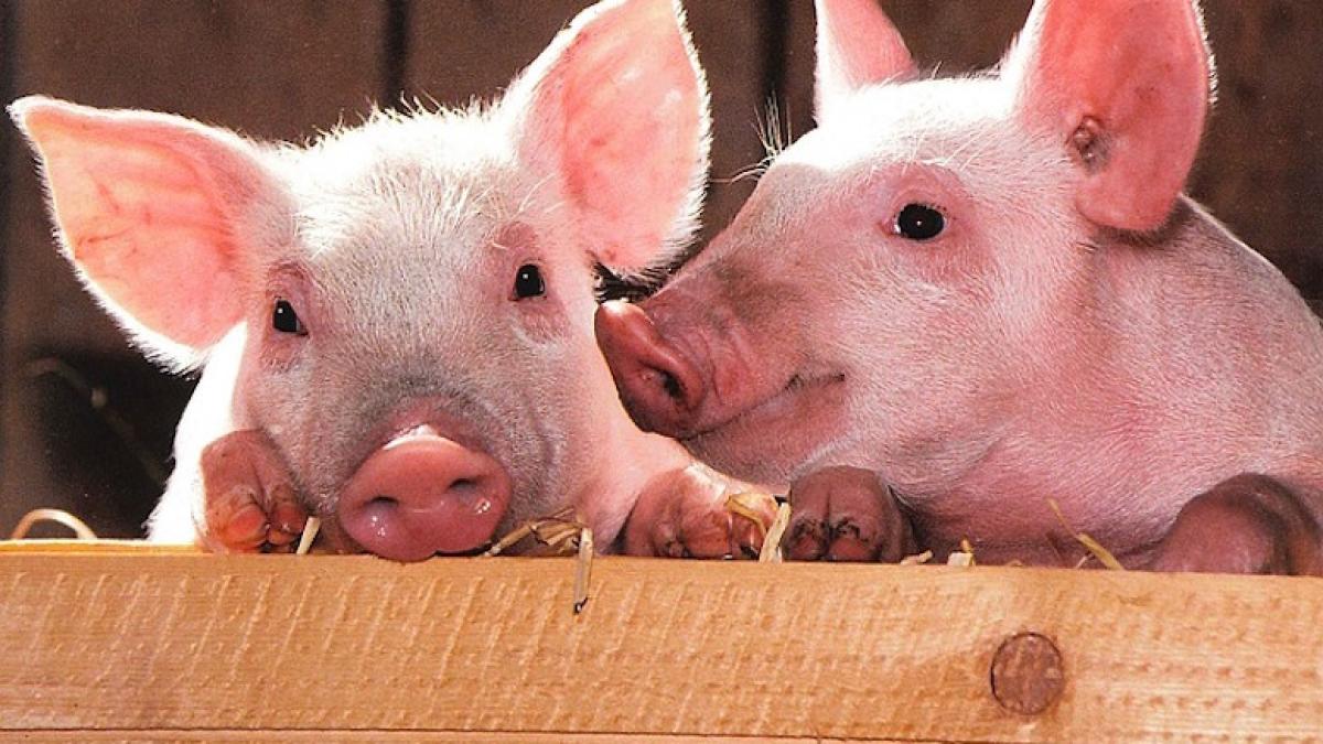 porci_porcisori_34508600