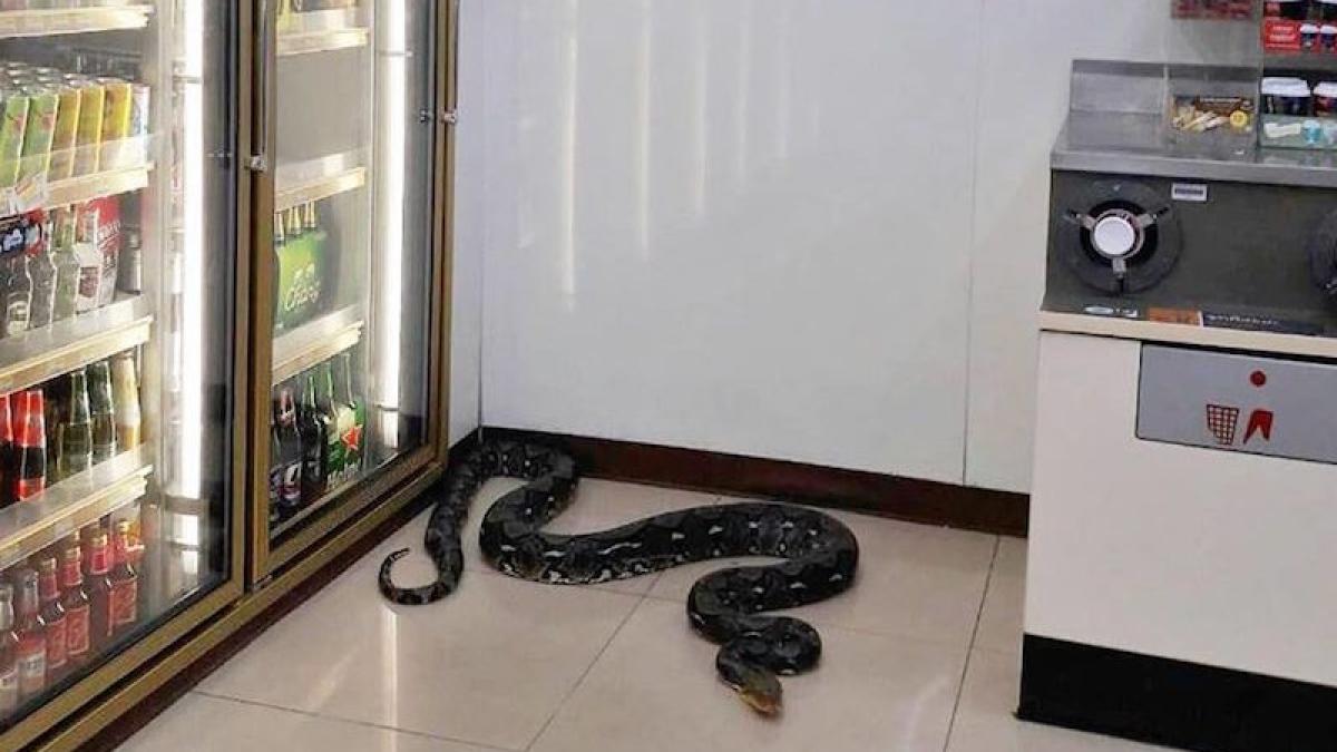 sarpe_magazin_44507600