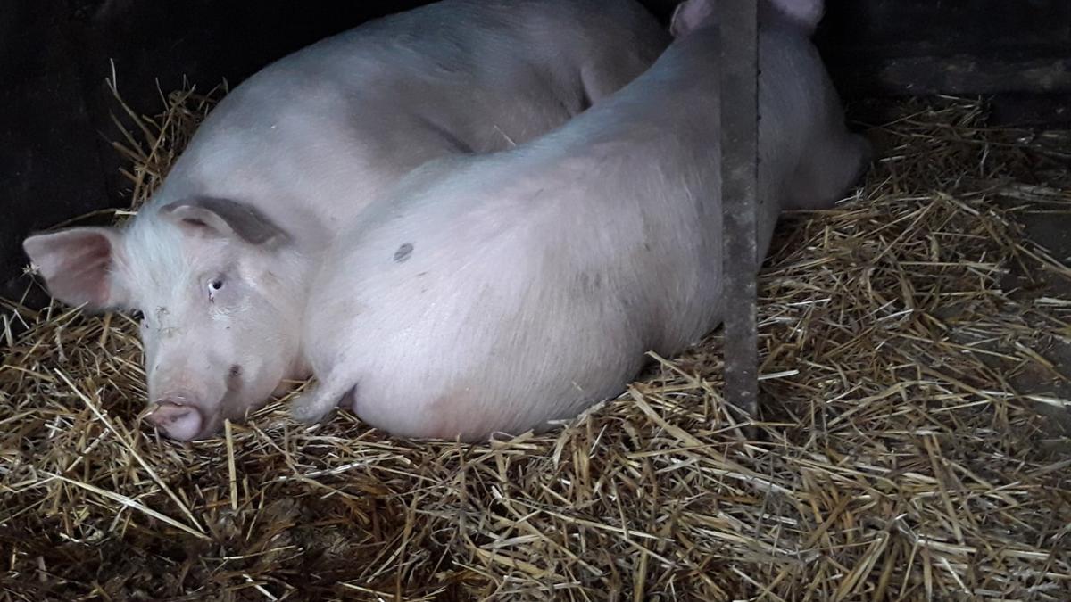 29665446_838993452975292_5028151903925123576_o_00648300