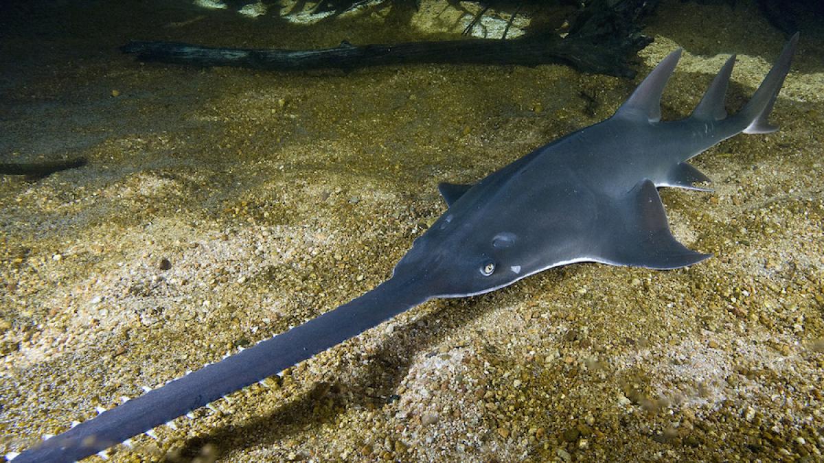 peste_fierastrau_21250300