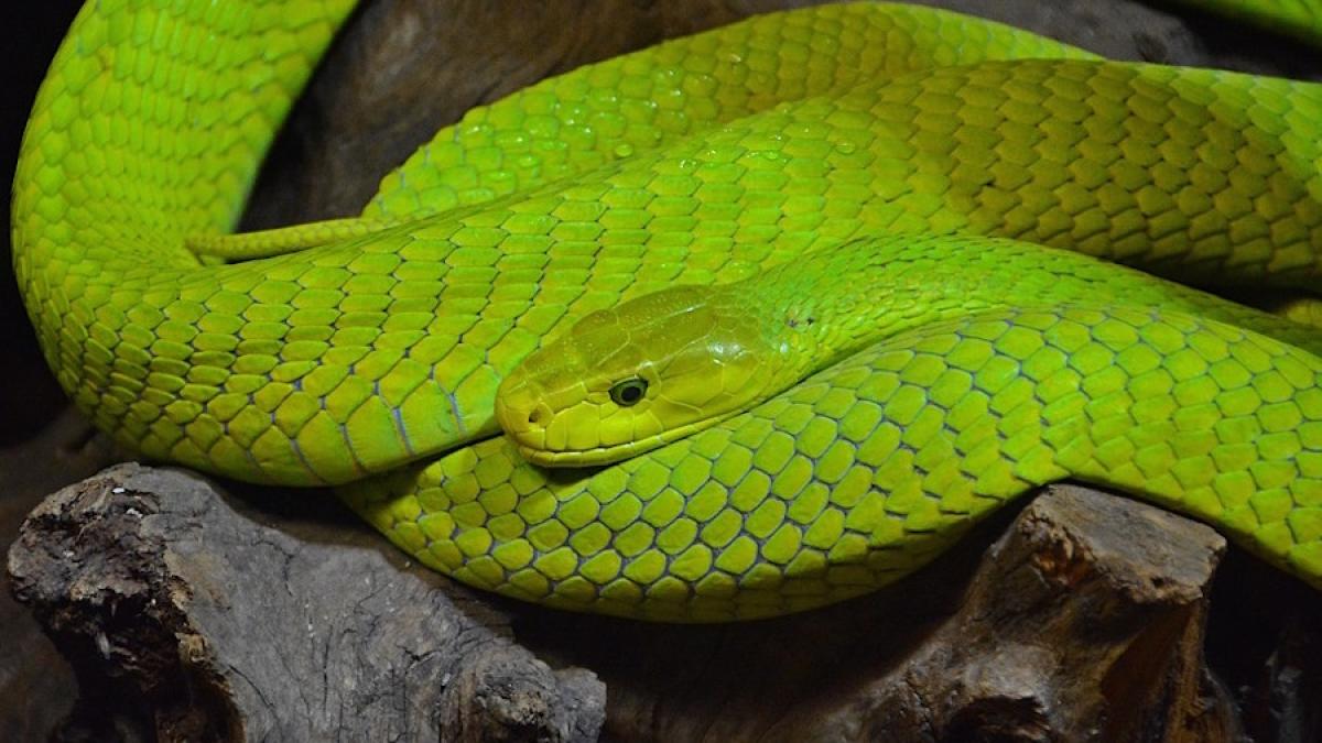 mamba_verde_03647200