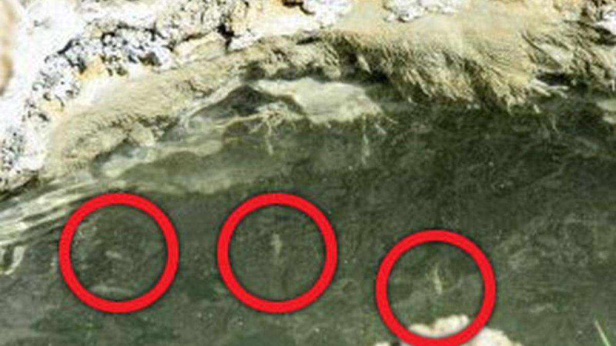 marea-moarta_09787600