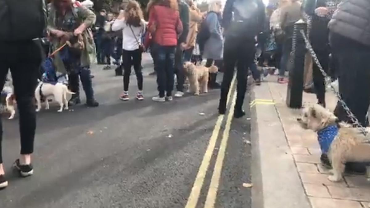 defilare_caini_londra_58094100