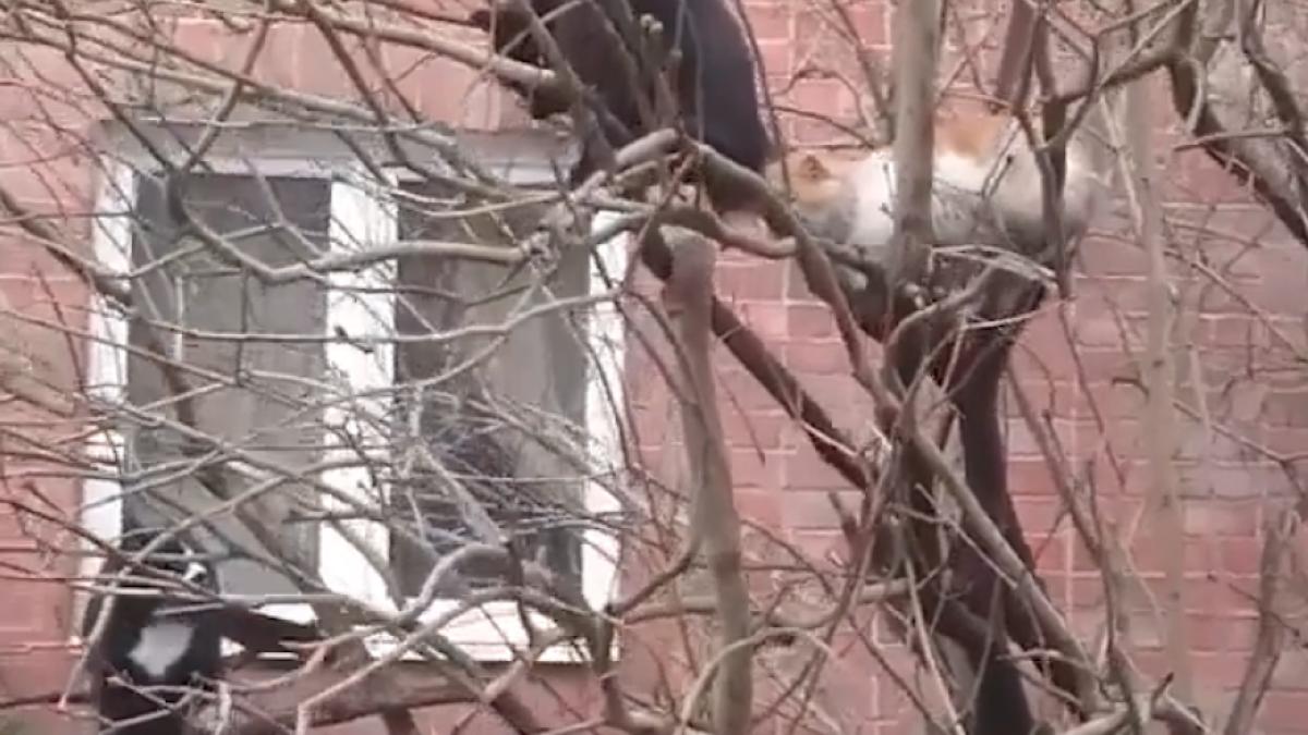 pisici_copac_11686400