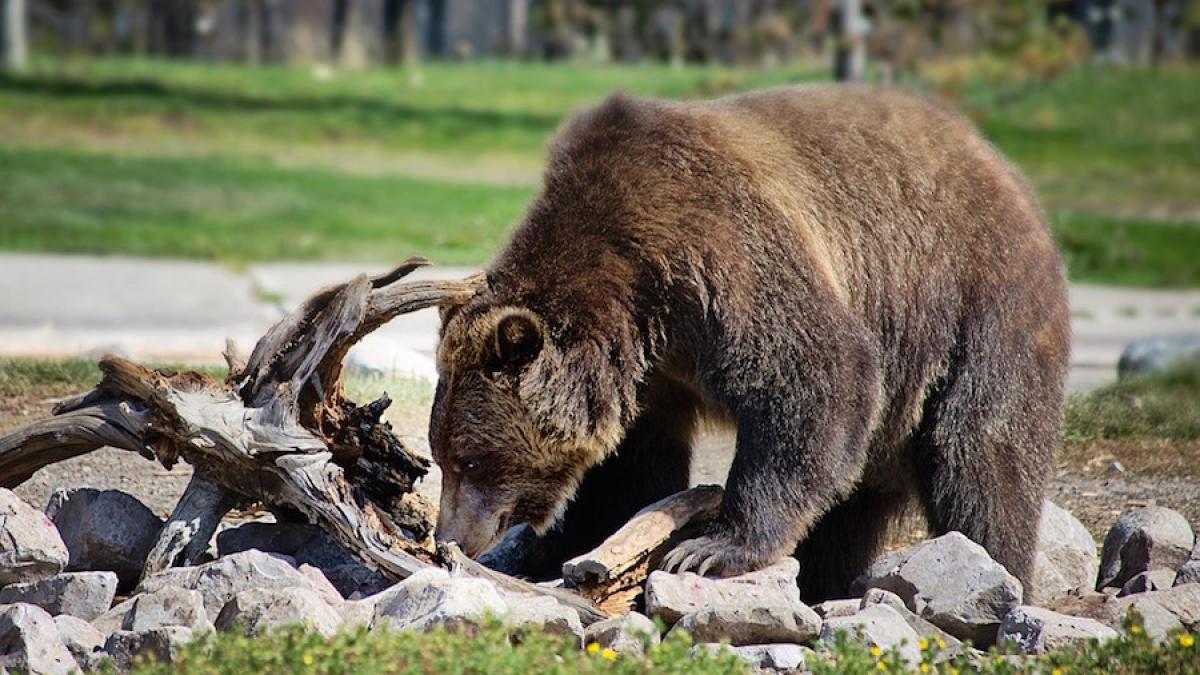 urs_padure_hrana_35806200