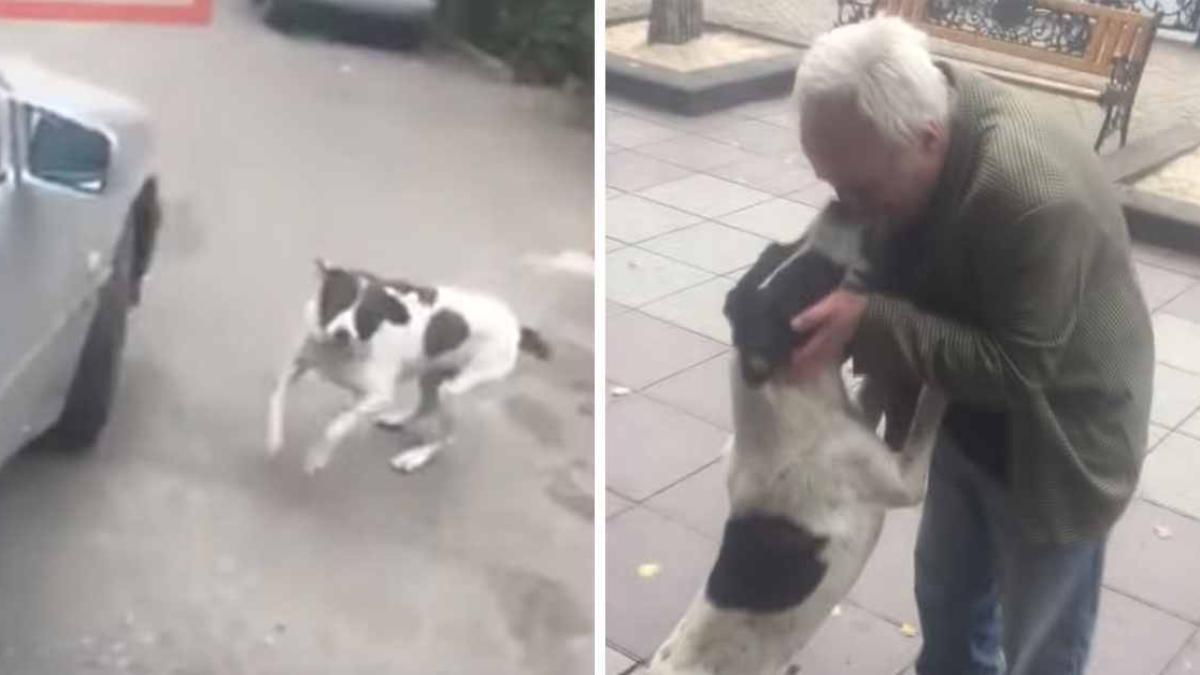 barbat-reintalnesti-caine-pierdut_82869500