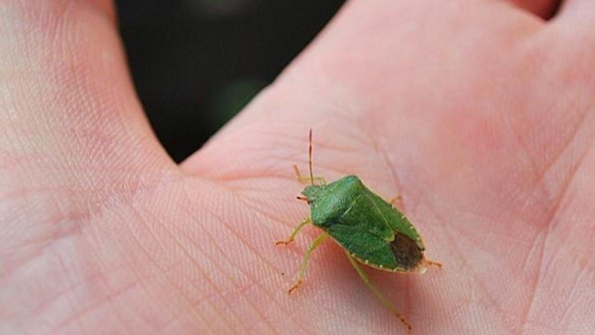 15779_10204519719530488_5896706577544190449_n_21093500