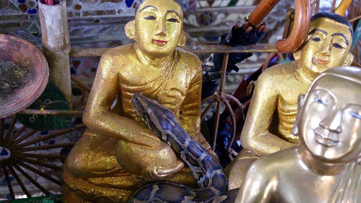 baungdawgyoke_sarpe_94650800