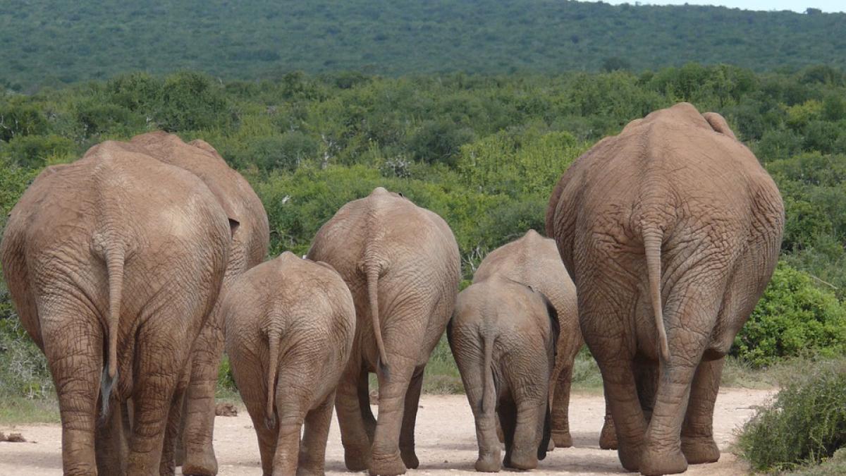 elefanti_india_31929200