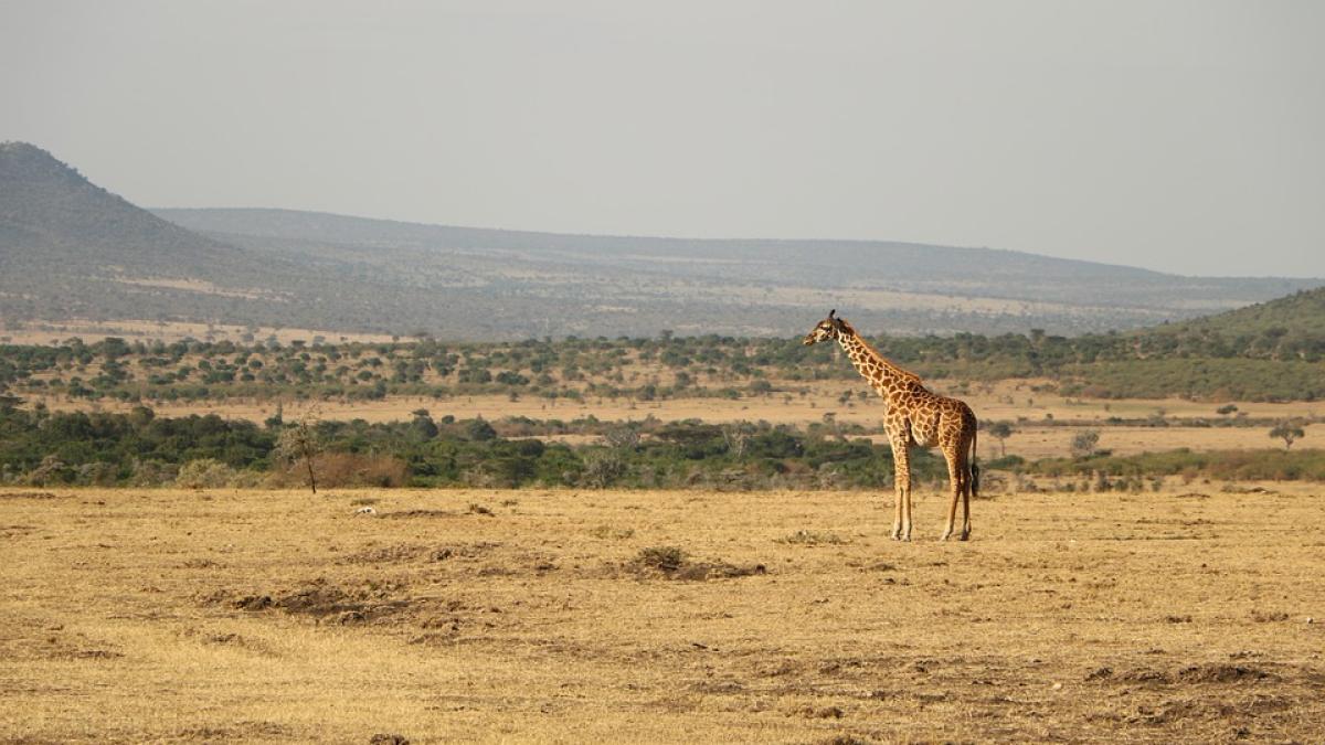 savana_safari_girafa_30164000