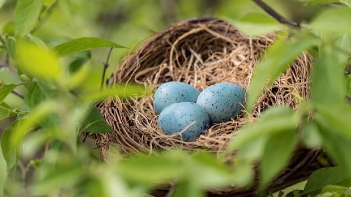 oua_pasari_cuib_12991800