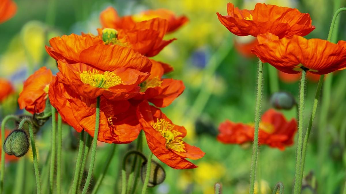 mac_maci_rosii_71951500