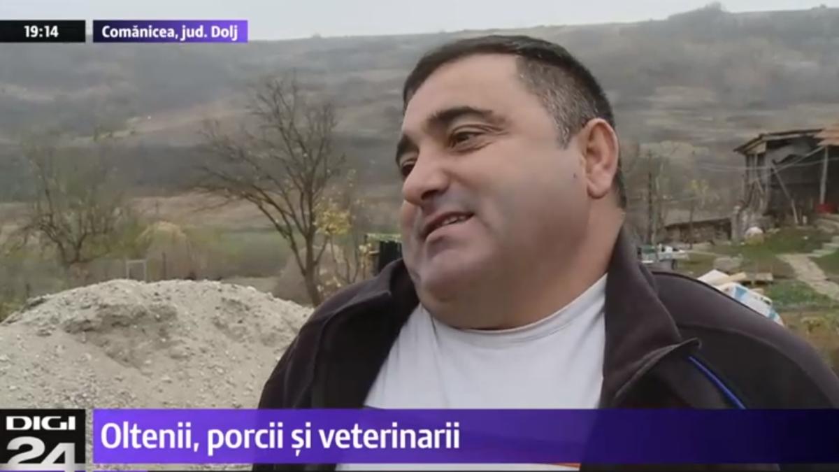 porci-zburat-dolj-pesta-porcina_42263600