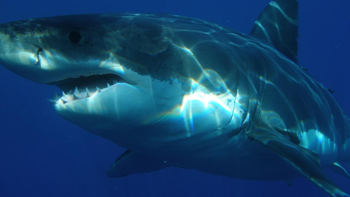 great-white-shark-398276_1280_23035900