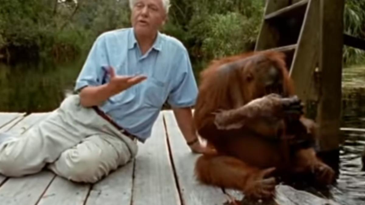 david-attenborough_54970300