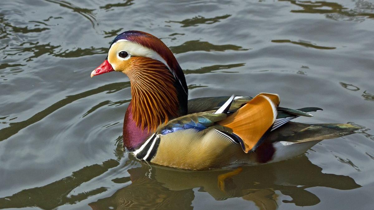 rata_mandarin_61689200