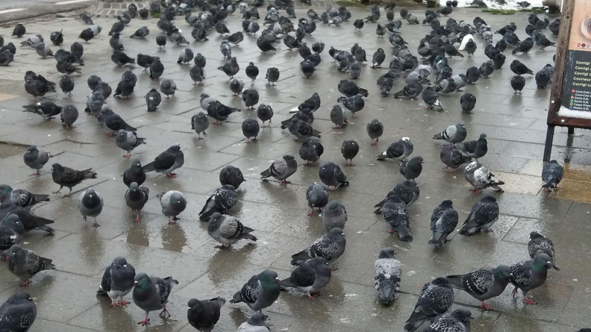 porumbei_trotuar_27763300