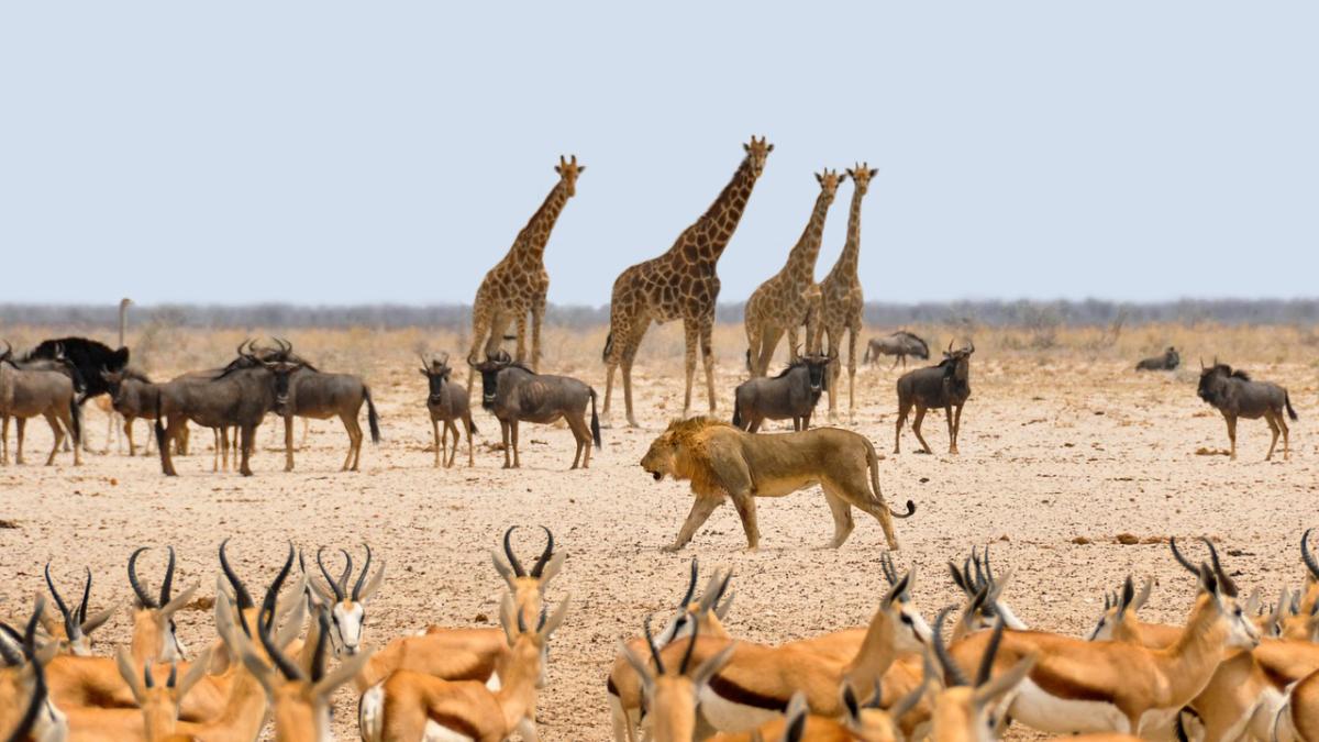 safari_girafe_africa_leu_bivoli_antilope_57888500