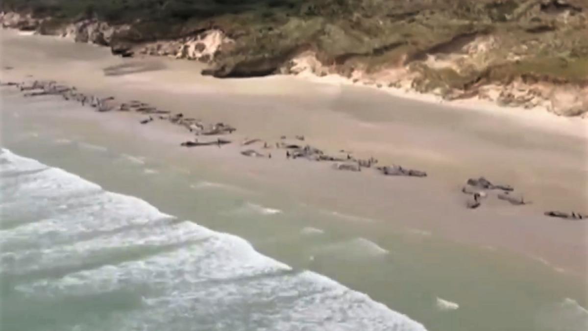 balene_esuate_nz_17322200