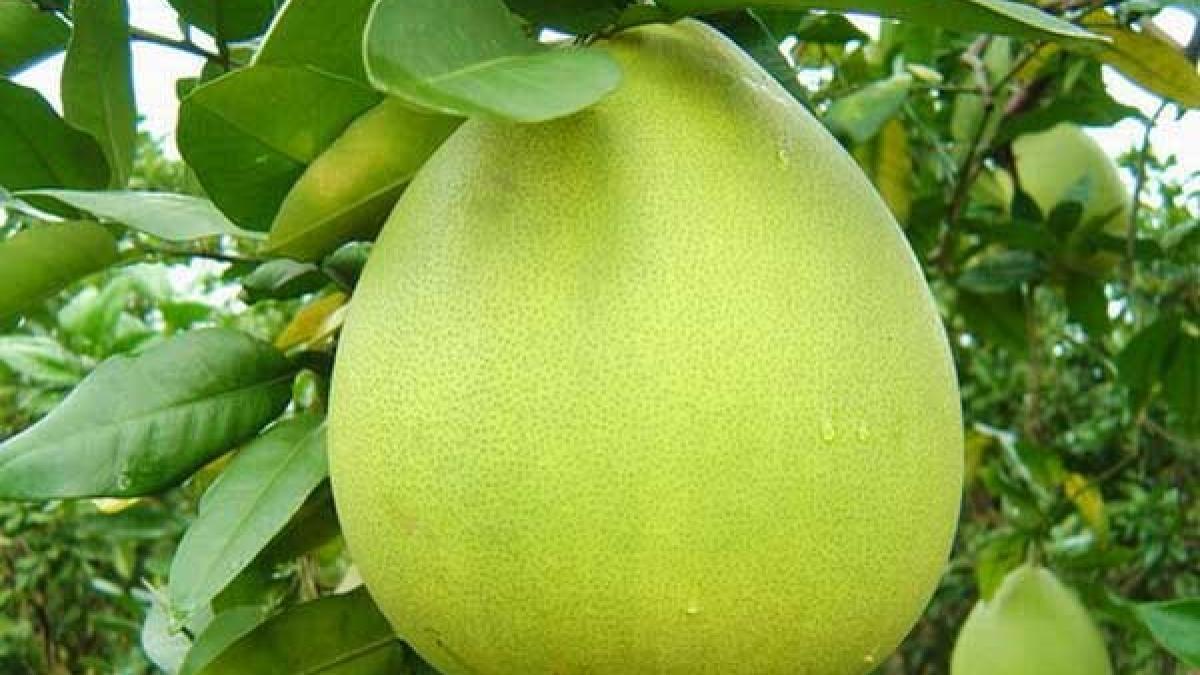 pomelo1_52337200