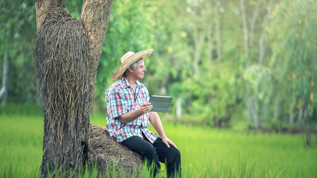 sfantul-andrei-grau-incoltit_19772000