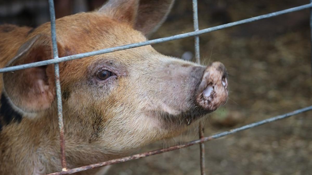 porc_porci_pesta_10725100