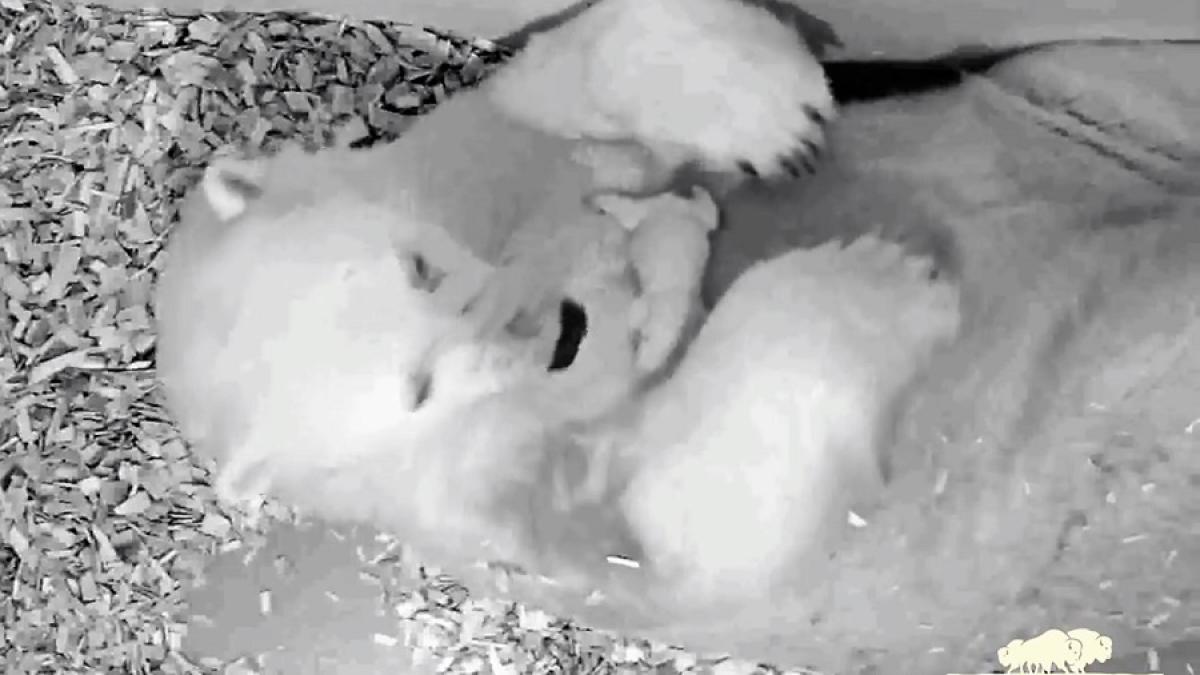 urs_polar_berlin_92776900