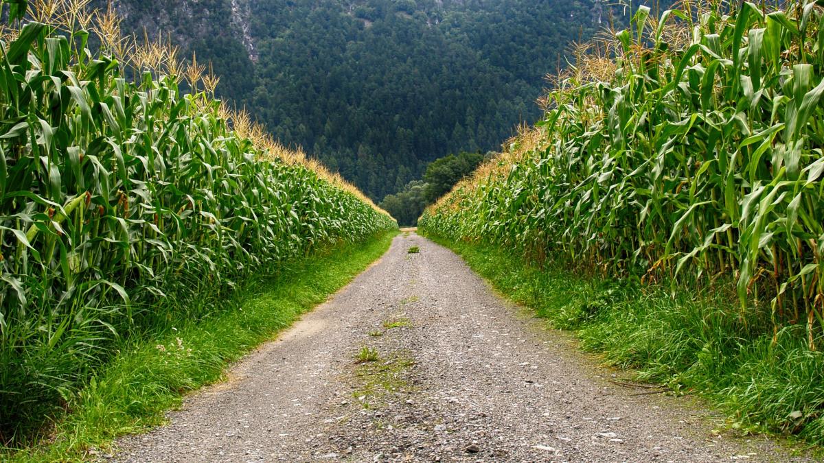 porumb_modificat_genetic_schimbari_climatice_23911900