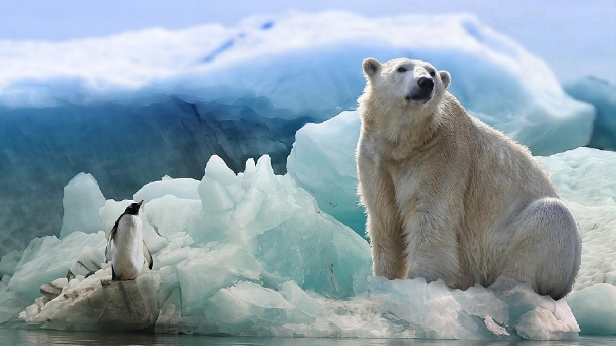 urs_alb_pinguin_gheata_iceberg_24914800