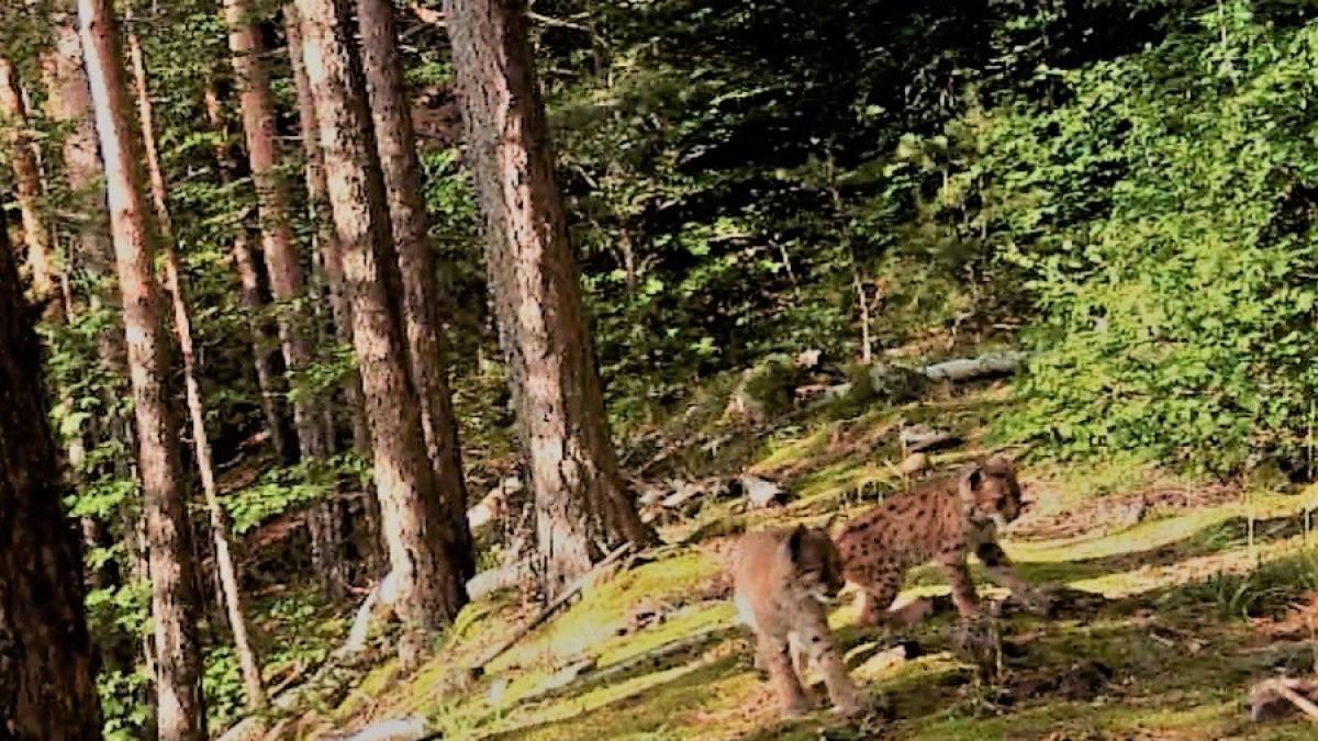 rasi_pereche_padure_45988700