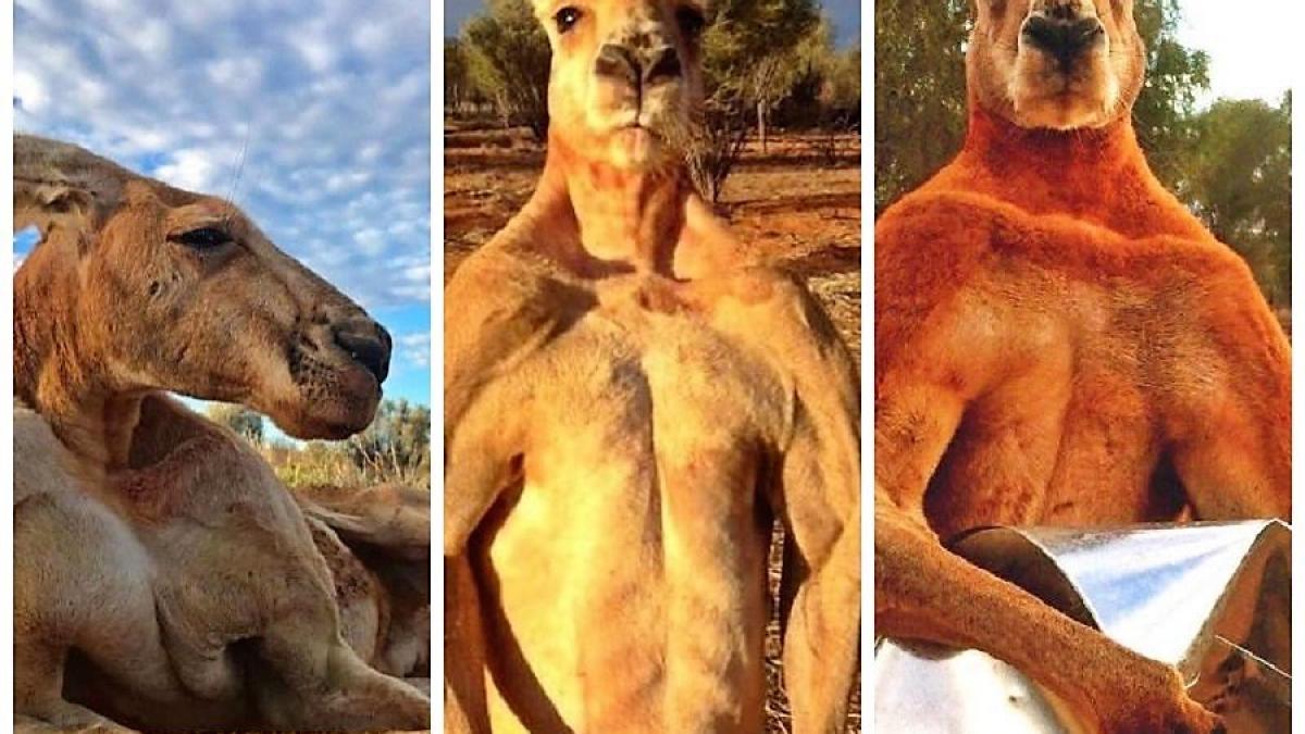 roger_cangur0_08636300