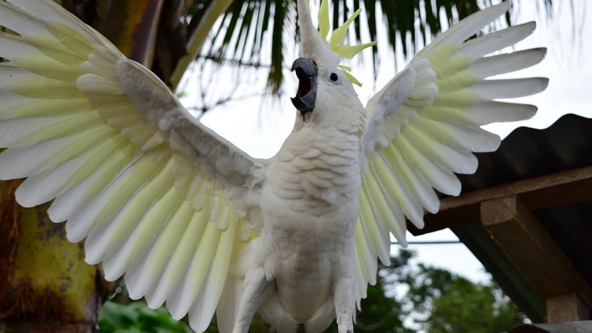 papagal_alb_07338900