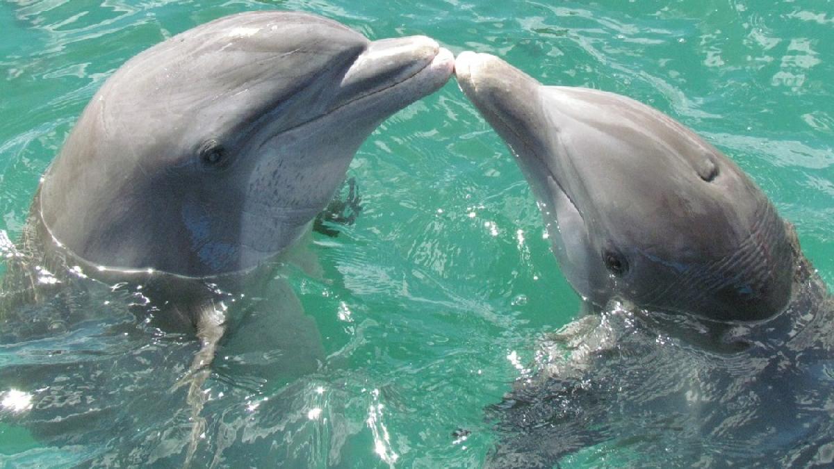delfini_08955300