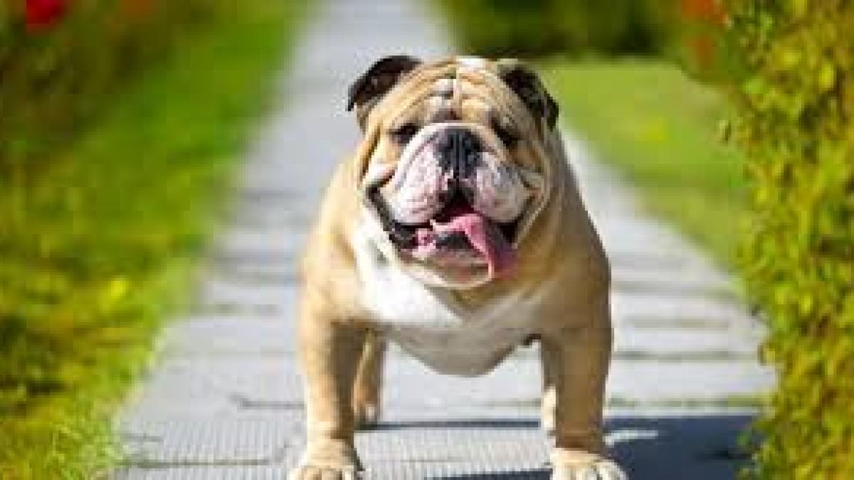 buldog_43488300