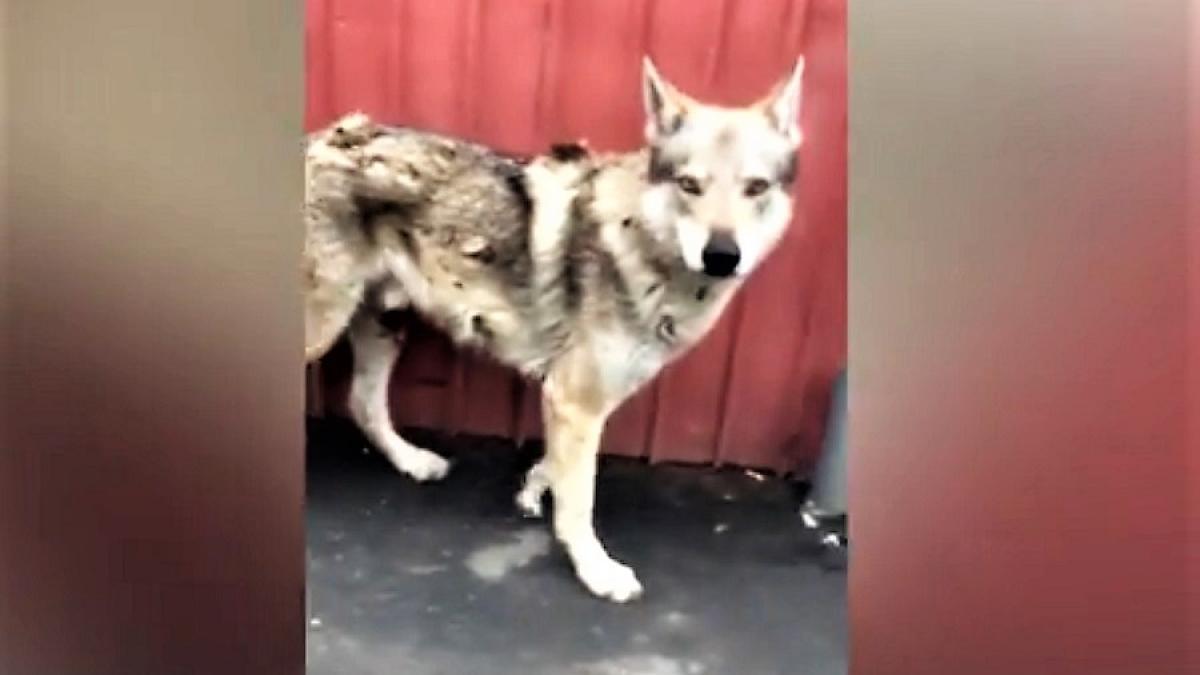 shadow_lup_pantelimon_57453000