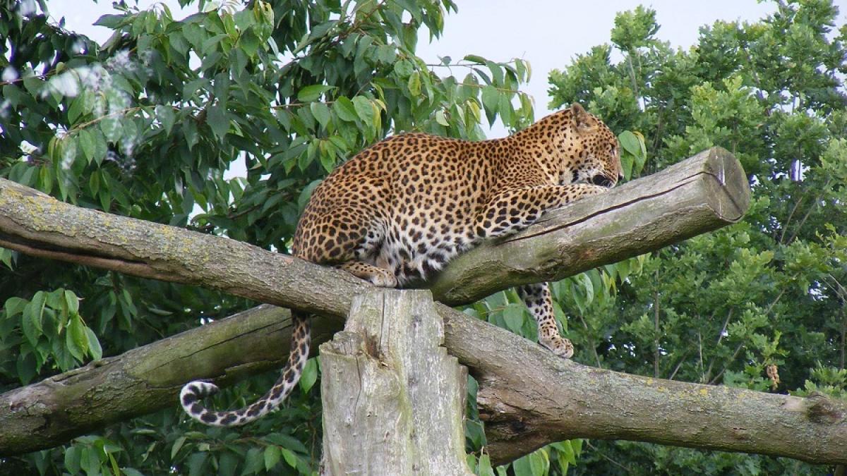 leopard_copac_51397100