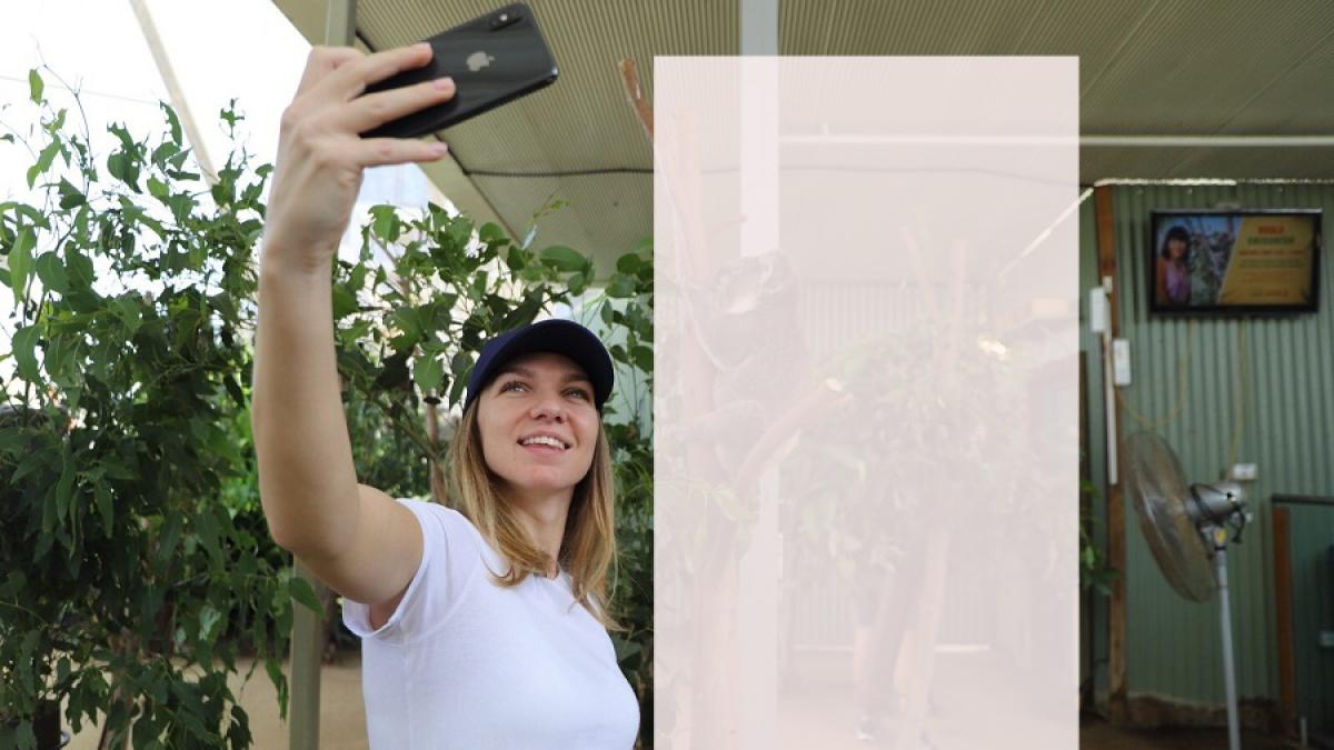 halep_koala_australia_foto2_98618800