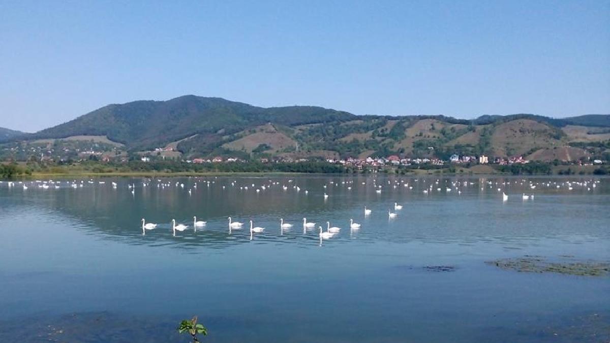 lebede_lac_neamt2_13482500