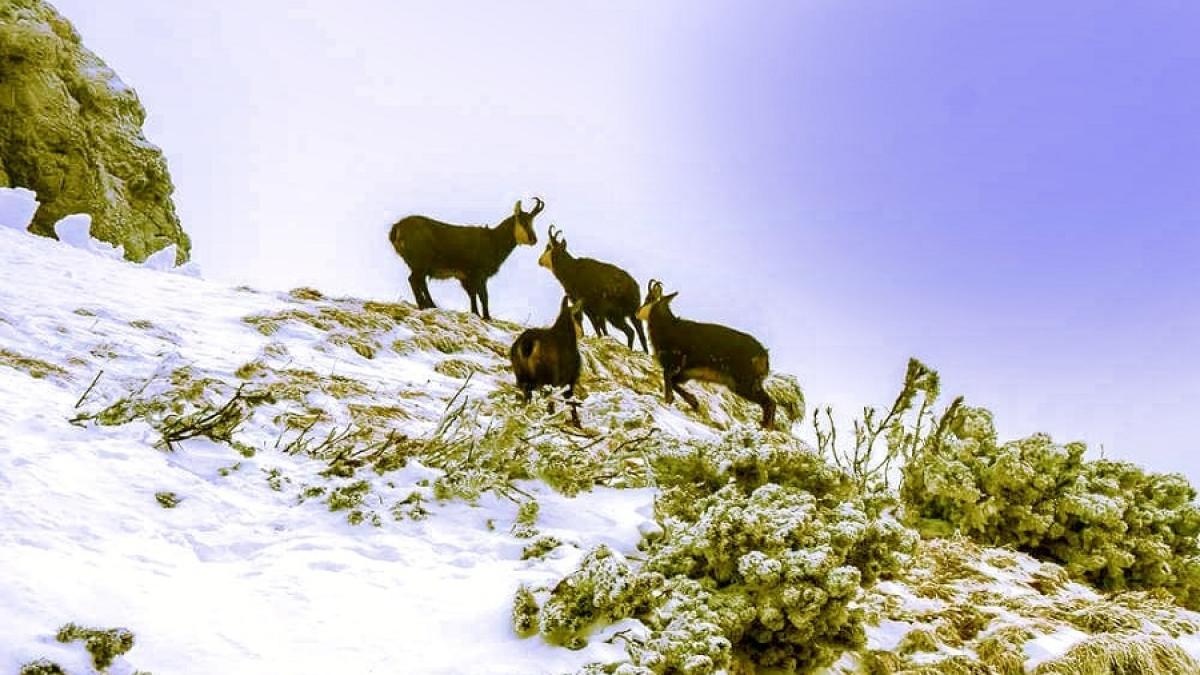 capra_neagra_romania_74529900