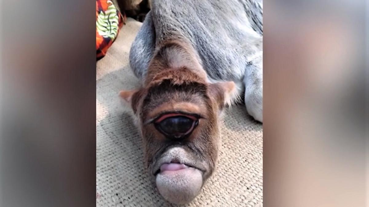 vitel_india_ochi_ciclop_00486400