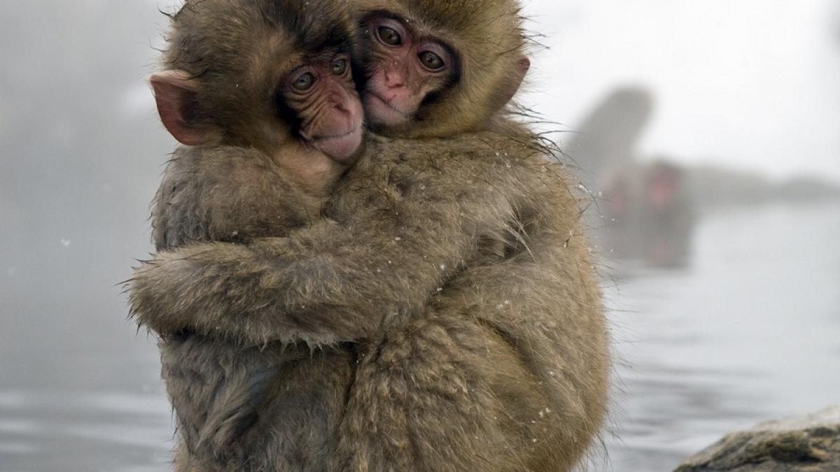 macac_jponez_pui_72675200