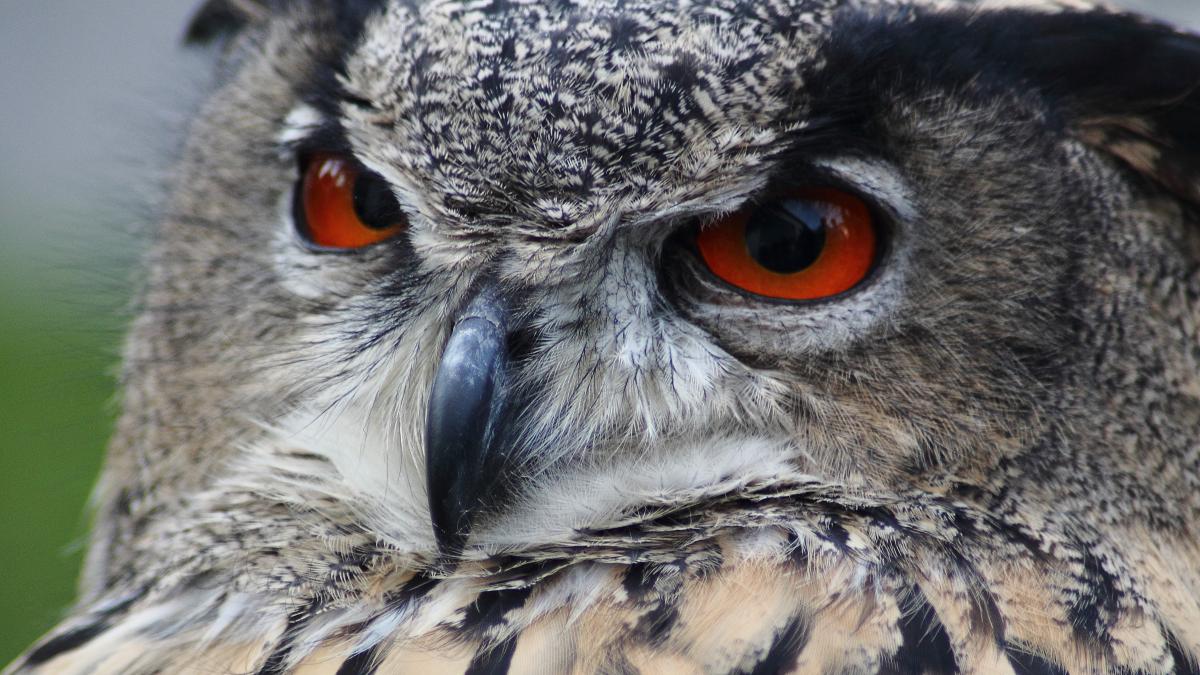 bubo-bubo-bufnita_20083300