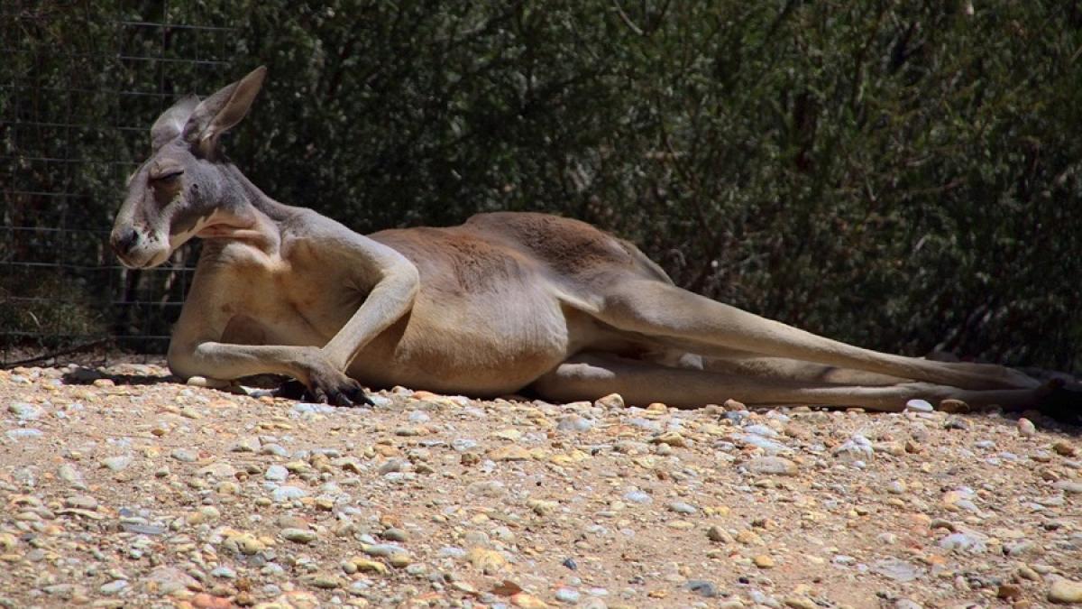 cangur_caldura_toropeala_87022200